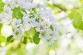 Apple branch with blossom flowers. Beautiful spring landscape background Royalty Free Stock Photo