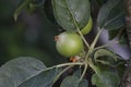 apple on a branch Royalty Free Stock Photo