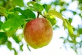 Apple on a branch Royalty Free Stock Photo