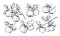 Apple on branch engraving. Hand drawn organic garden fruit. Vintage juicy pieces. Healthy products. Ripe harvest