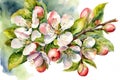 Apple branch with flowers, flowers and fruits, watercolor illustration in arrange on white bakcground.