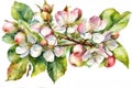 Apple branch with flowers, flowers and fruits, watercolor illustration in arrange on white bakcground.