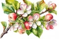 Apple branch with flowers, flowers and fruits, watercolor illustration in arrange on white bakcground.