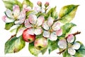 Apple branch with flowers, flowers and fruits, watercolor illustration in arrange on white bakcground.