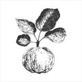 Apple branch with fruit and leaves, print, imprint, stamp, hand drawing in pencil, engraving style, isolated, white