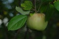 Apple on branch