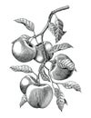 Apple branch hand drawing vintage engraving illustration isolate Royalty Free Stock Photo