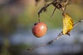Apple on branch. Overripe fruit. Background autumn colors. Tree in garden Royalty Free Stock Photo