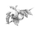 Apple Branch Pencil Drawing