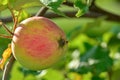 Apple on a branch, ready to harvest. Concept: autumn time, harvesting. no genetically modified foods Royalty Free Stock Photo