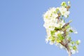 Apple branch spring blossom