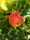 Apple branch tree