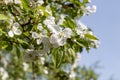 An apple branch with white flowers and green fresh leaves and buds is on a blurred background in a park in spring Royalty Free Stock Photo