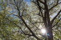 An apple branch with white flowers and green fresh leaves and buds is on a blurred background in a park in spring Royalty Free Stock Photo