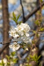 An apple branch with white flowers and green fresh leaves and buds is on a blurred background in a park in spring Royalty Free Stock Photo