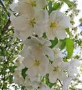 Apple branch in white flowers on a Sunny day spring