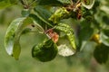 Apple Branch With Wrinkled Leaves Affected by Disease - White Fruit Lice