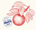Apple branche illustration. Hand drawn vector garden fruit illustration. Engraved style fruit. Retro botanical illustration
