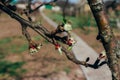 Apple branches with blooming buds, new leaves in spring. Orchard