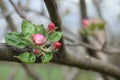 Apple branches with buds before flowering on a blurred background. Spring in an orchard. Close-up of apple tree buds on selective Royalty Free Stock Photo