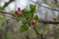 Apple branches with buds before flowering on a blurred background. Spring in an orchard. Close-up of apple tree buds on selective Royalty Free Stock Photo