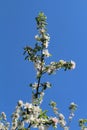 Apple branches four