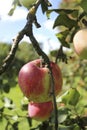 Apple on the branches