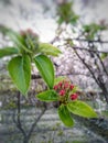 Apple buds between leafs on branch in the garden. Partially blurred background