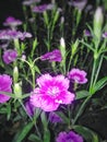 Closeup photo of pink colorful flowers in night . Partially blurred night background