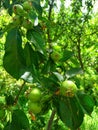 Closeup photo of Apple buds and leaves on branch in the garden, summer season blurred background