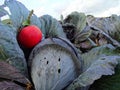 Apple on a Cabbage on the field in Geismar Royalty Free Stock Photo