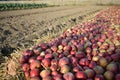 Apple carpet in the Italian countryside Royalty Free Stock Photo