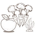 Apple, carrot, and tobacco. Farming. Agricultural business. Outline drawing for coloring