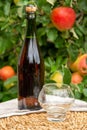 Apple cider from Normandy, France and green apple tree with ripe red fruits on background