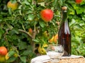 Apple cider from Normandy, France and green apple tree with ripe red fruits on background