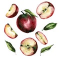 Apple clip art with leaves on transparent background