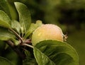 apple close-up tree branch green leaf drop rain outdoor garden Royalty Free Stock Photo