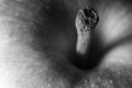 apple closeup black and white detail Royalty Free Stock Photo