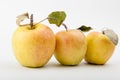 Apple closeup. sweet apples. apple season Royalty Free Stock Photo