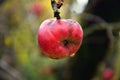 Apple in the cold Royalty Free Stock Photo
