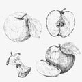 Apple. Collection of highly detailed hand drawn apples. Set of hand drawn apples .