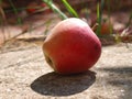 Apple on concrete.