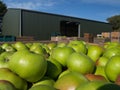 Apple crop