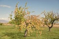 Apple crop. Apple trees. Fruit trees grow in apple garden. Summer or autumn apple. Harvest season. Gardening and Royalty Free Stock Photo