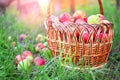 Apple crop in a rustic garden