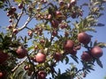 Apple in a garden at Himachalpradesh Royalty Free Stock Photo