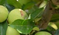 Apple damaged by hail storm