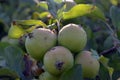 Apple damaged by hail storm