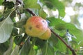 Apple damaged by a worm on a branch of an apple-tree