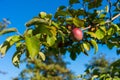 Apple dangles from a tree branch Royalty Free Stock Photo